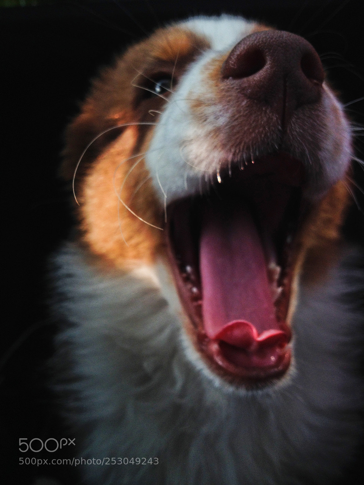 Apple iPhone 4S sample photo. Dog smilling photography