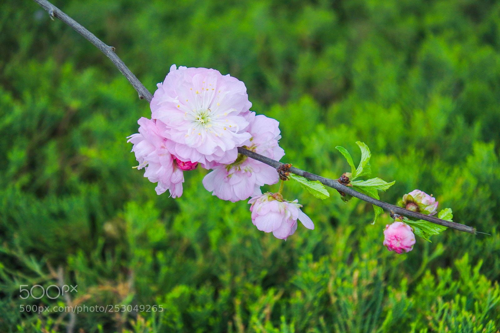 Nikon 1 J5 sample photo. 春天/spring photography