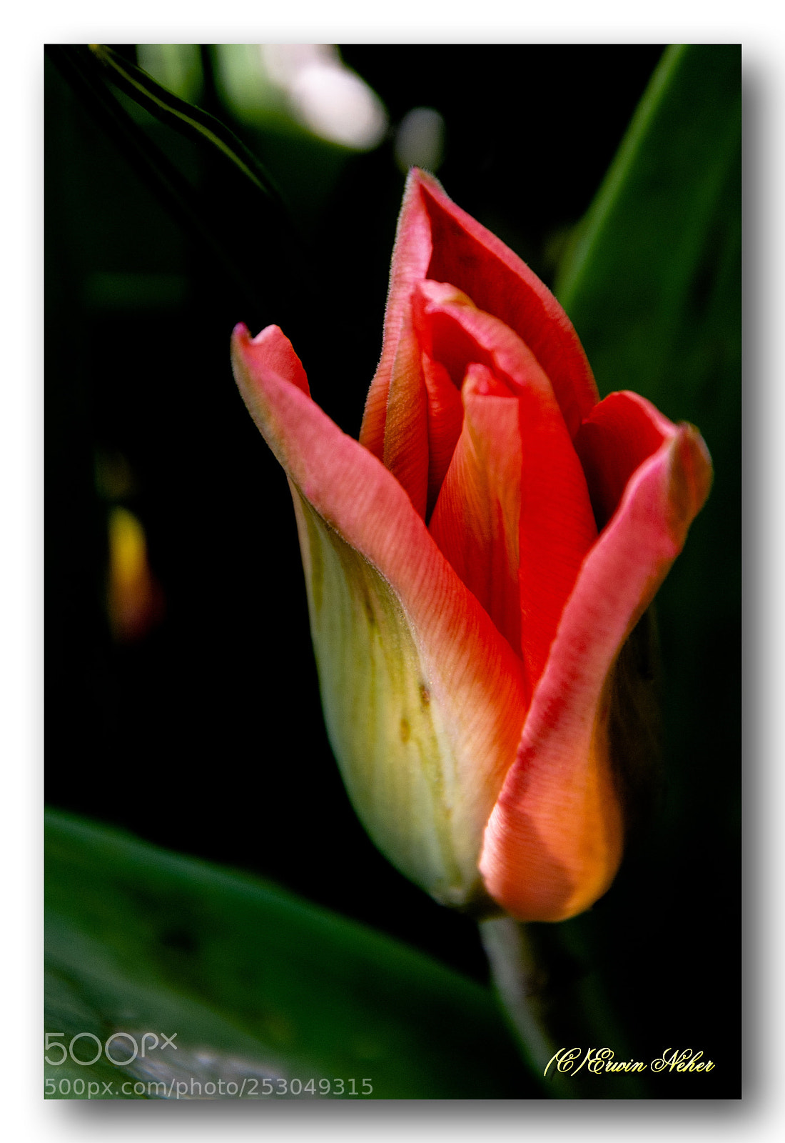 Nikon D7100 sample photo. Tulip #flower photography
