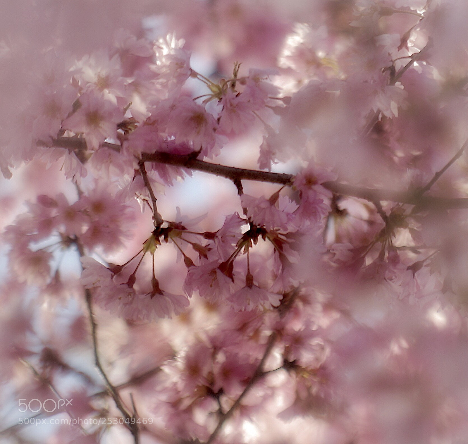 Pentax K-50 sample photo. Cherry blossom 
ヒガンザクラ photography