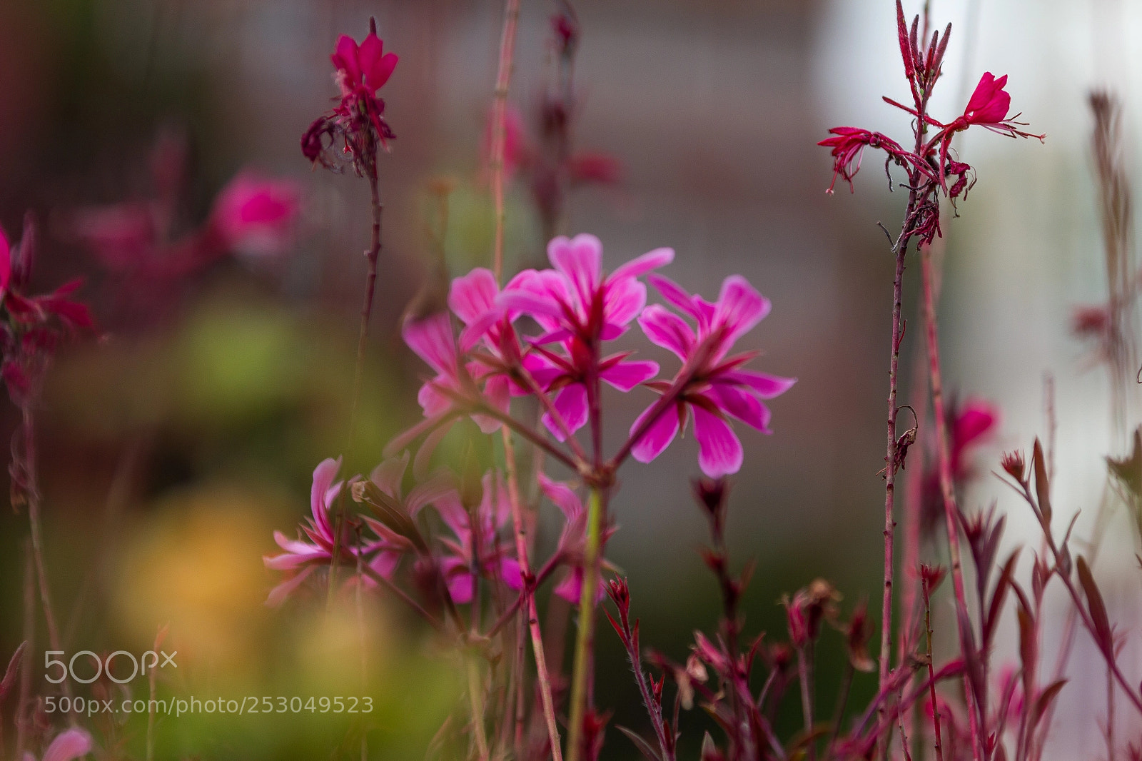 Canon EOS 70D sample photo. Flowers  photography
