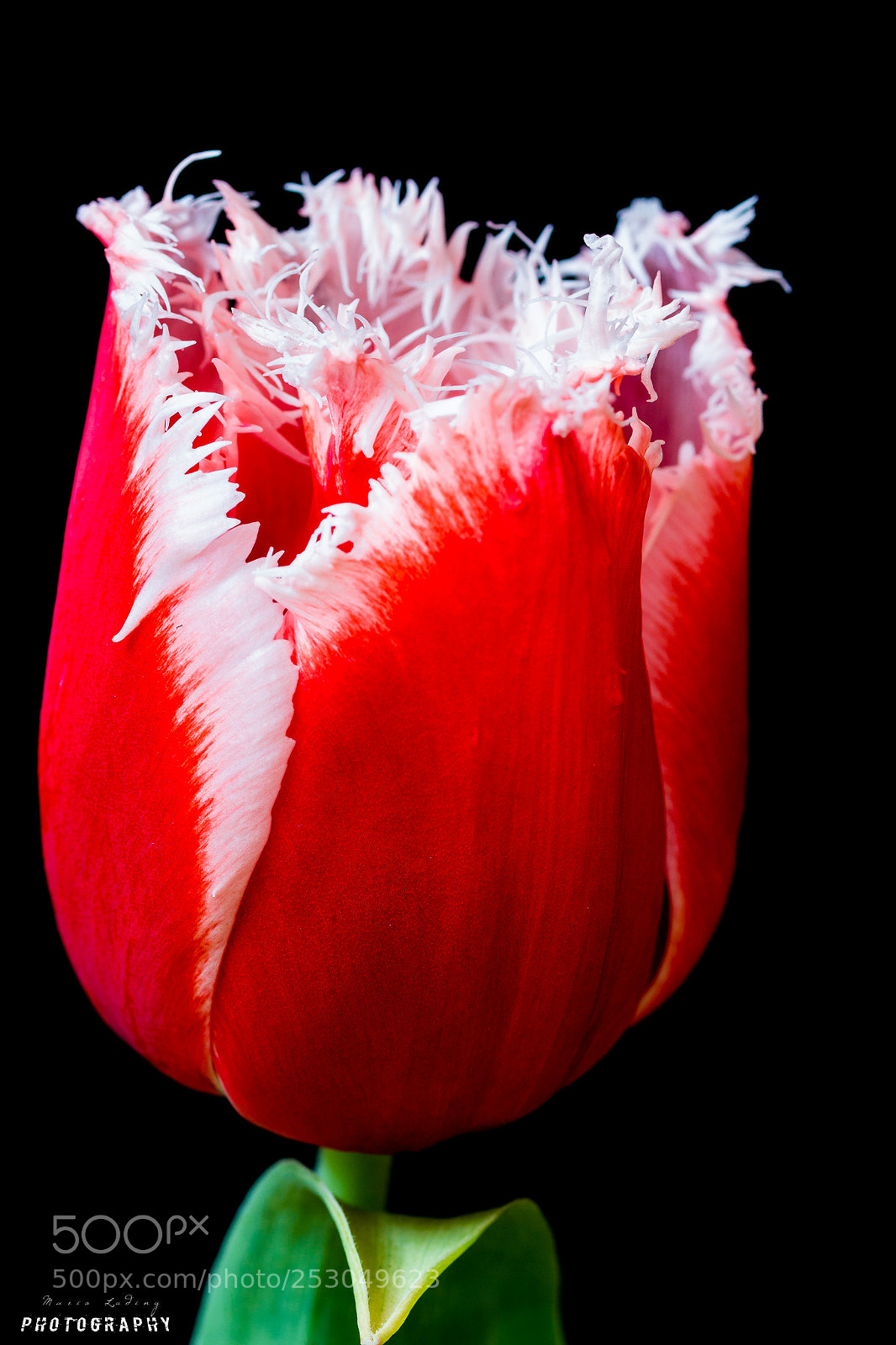 Canon EOS 700D (EOS Rebel T5i / EOS Kiss X7i) sample photo. ▪tulip▪ photography