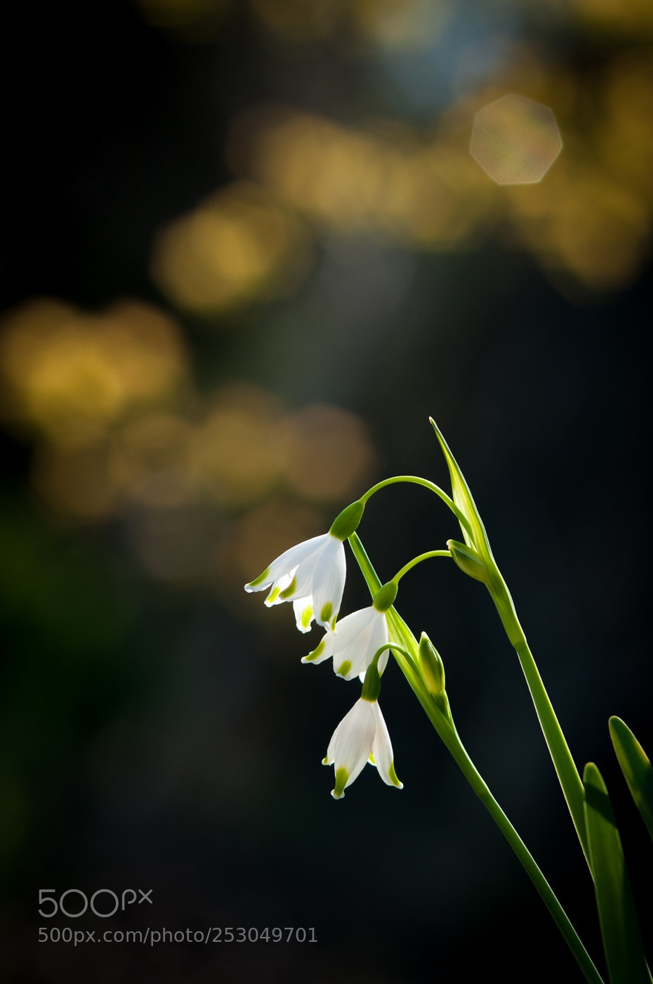 Nikon D300 sample photo. Convallaria photography