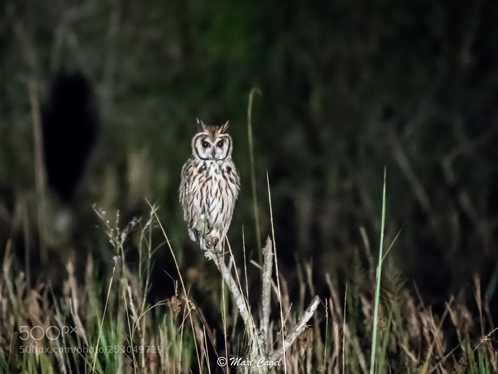 Nikon D500 sample photo. Night shift photography