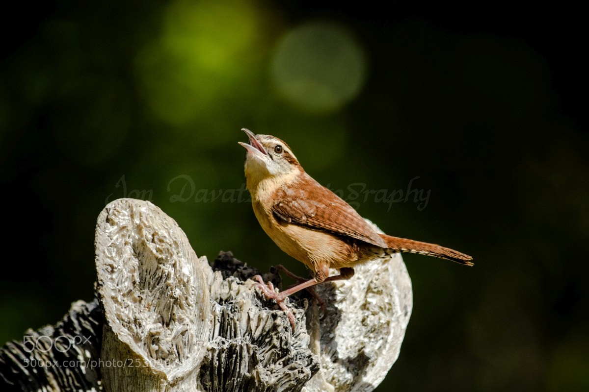Nikon D5300 sample photo. Carolina wren photography