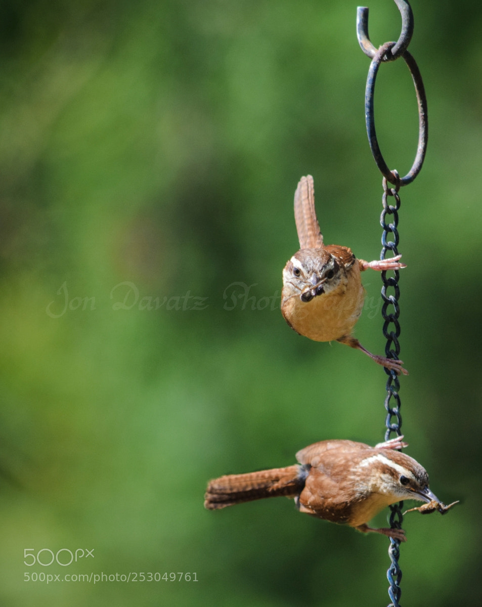 Nikon D5300 sample photo. Carolina wren photography