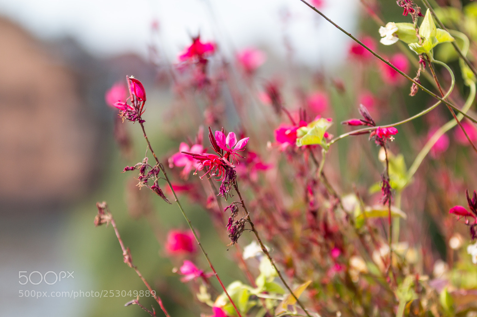 Canon EOS 70D sample photo. Flowers photography