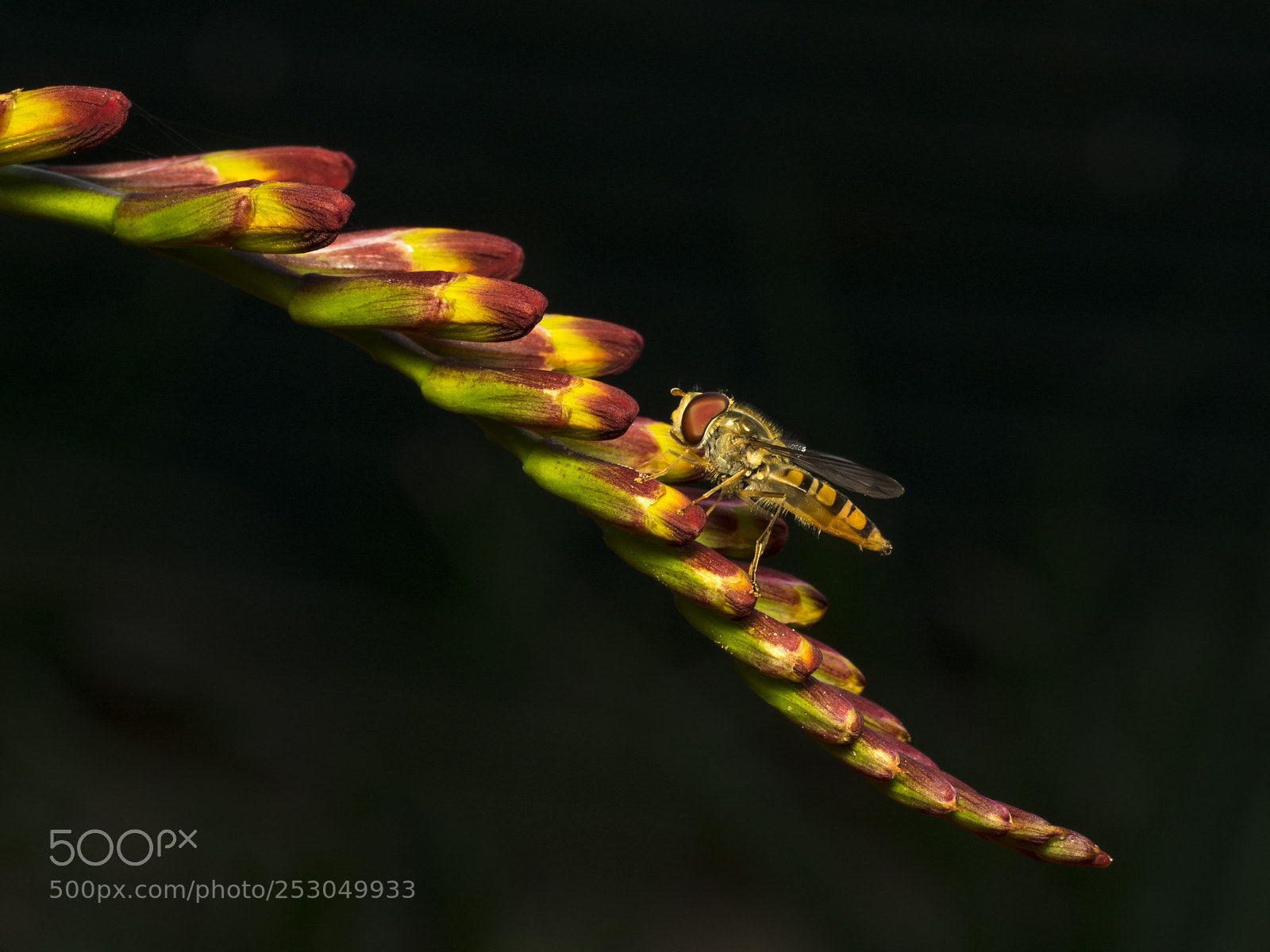 Olympus OM-D E-M1 sample photo. Hoverfly 3 photography