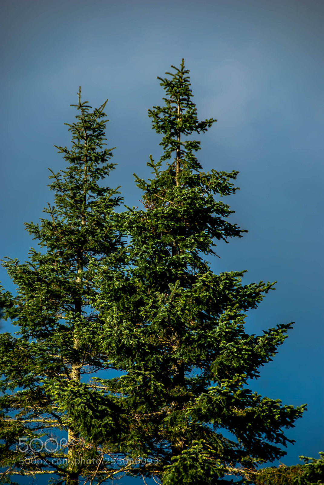 Nikon D60 sample photo. Green trees under a photography