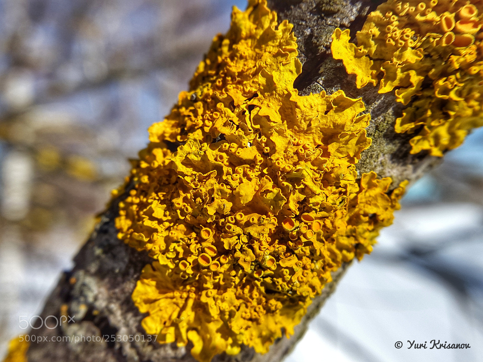 Samsung Galaxy Alpha sample photo. Lichen on a tree photography