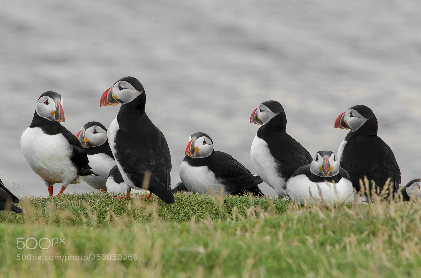 Nikon D7000 sample photo. Puffin photography