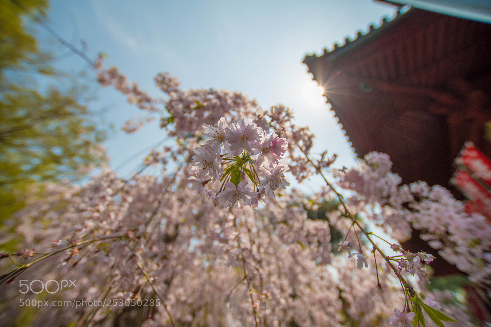 Nikon D7500 sample photo. Cherry blossom photography
