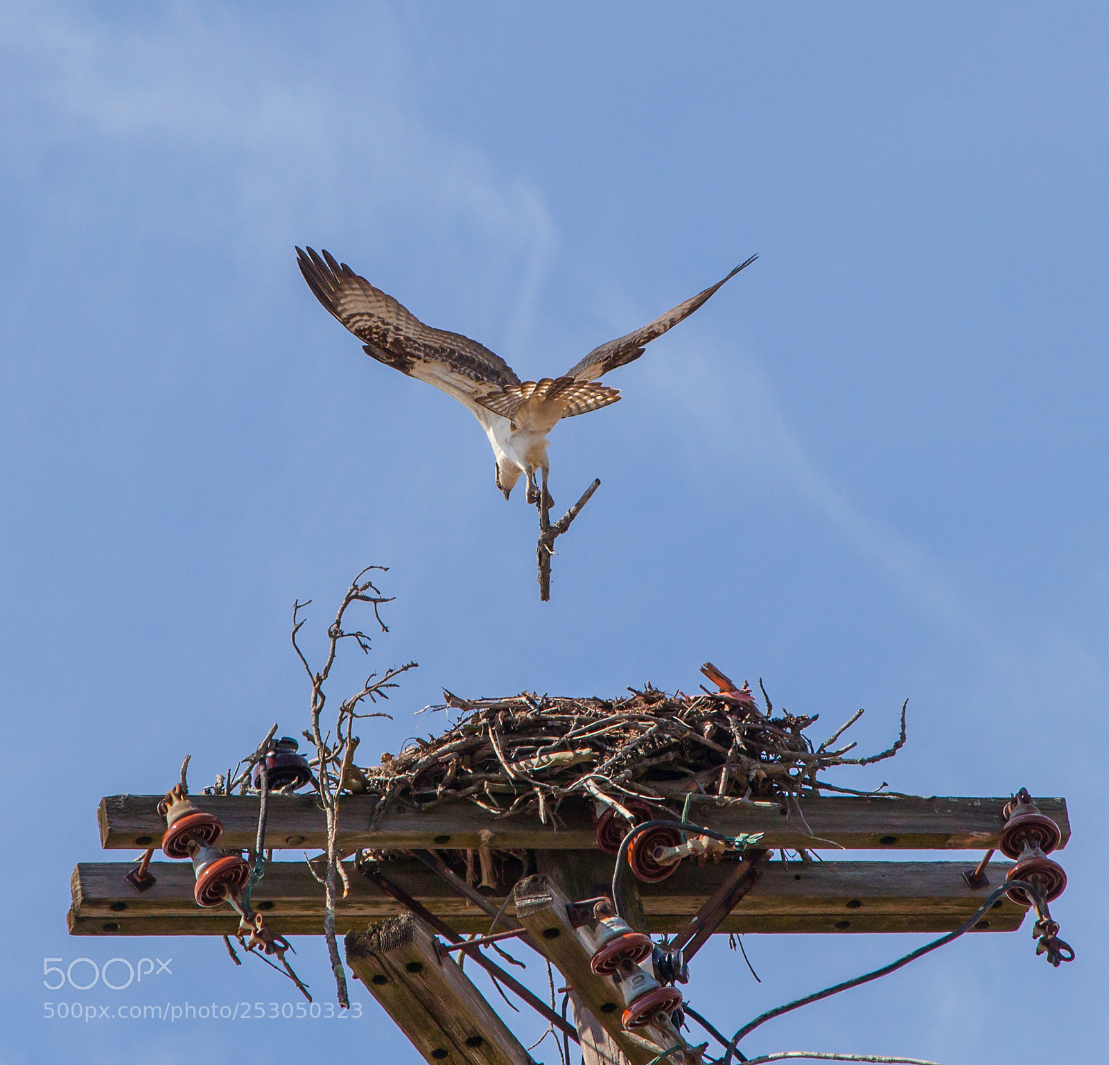 Canon EOS 5D Mark II sample photo. Carrying a big stick photography