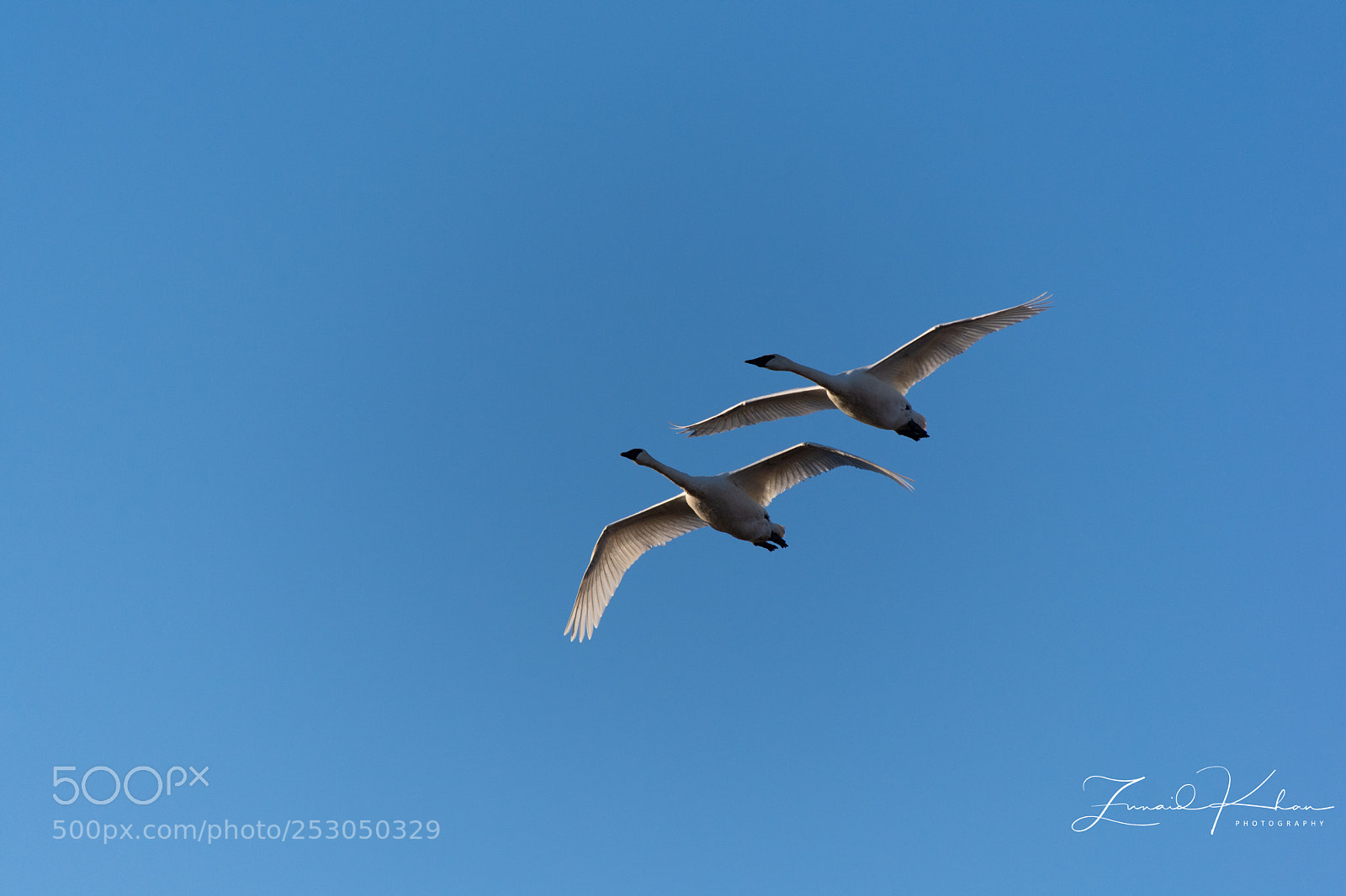 Nikon D3400 sample photo. Trumpeter swans photography