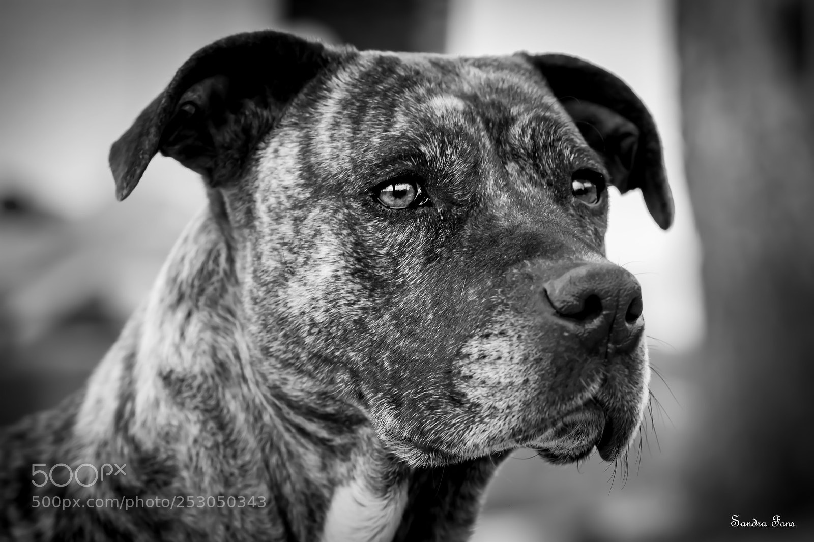 Nikon D7100 sample photo. Timba photography