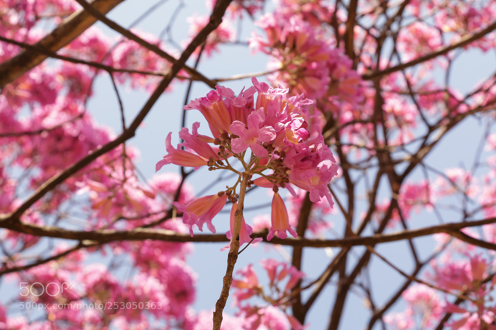 Canon EOS 70D sample photo. Única  photography