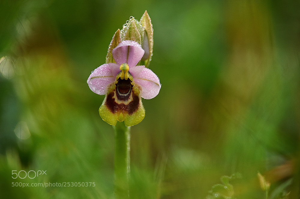 Nikon D700 sample photo. Ophrys photography