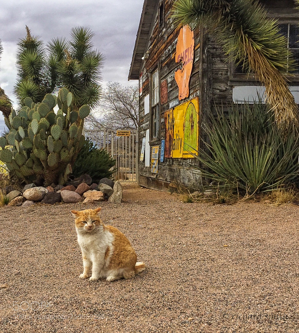 Apple iPhone 6 sample photo. Desert cat photography