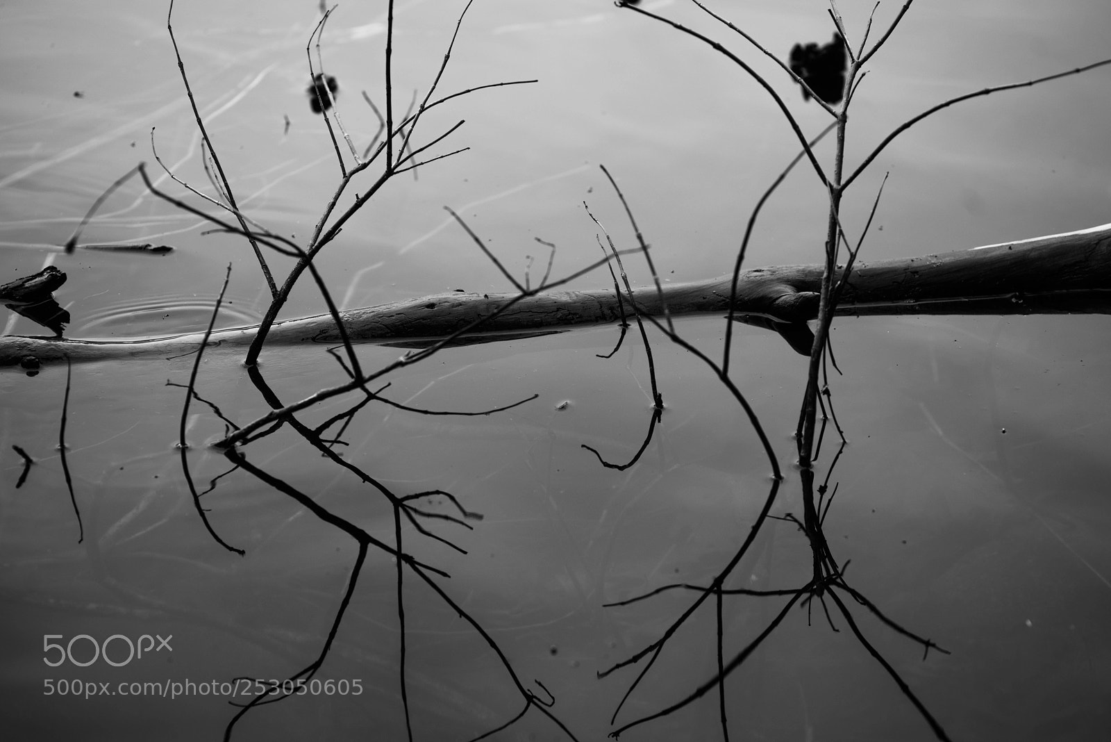 Pentax K-1 sample photo. Twigs and logs in photography
