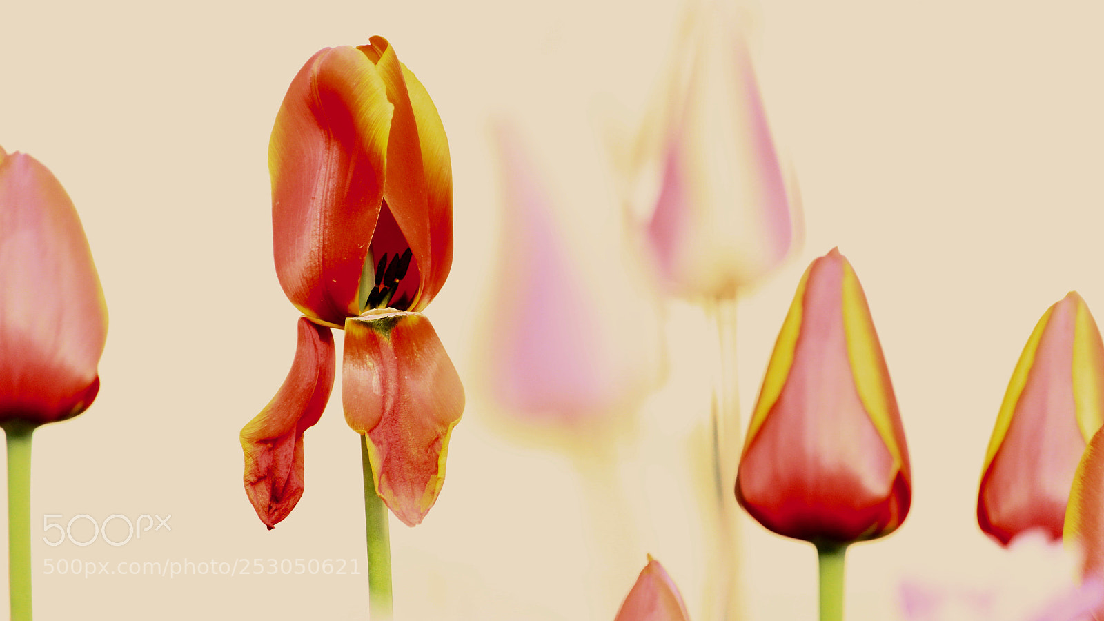 Canon EOS 700D (EOS Rebel T5i / EOS Kiss X7i) sample photo. Dreams... photography