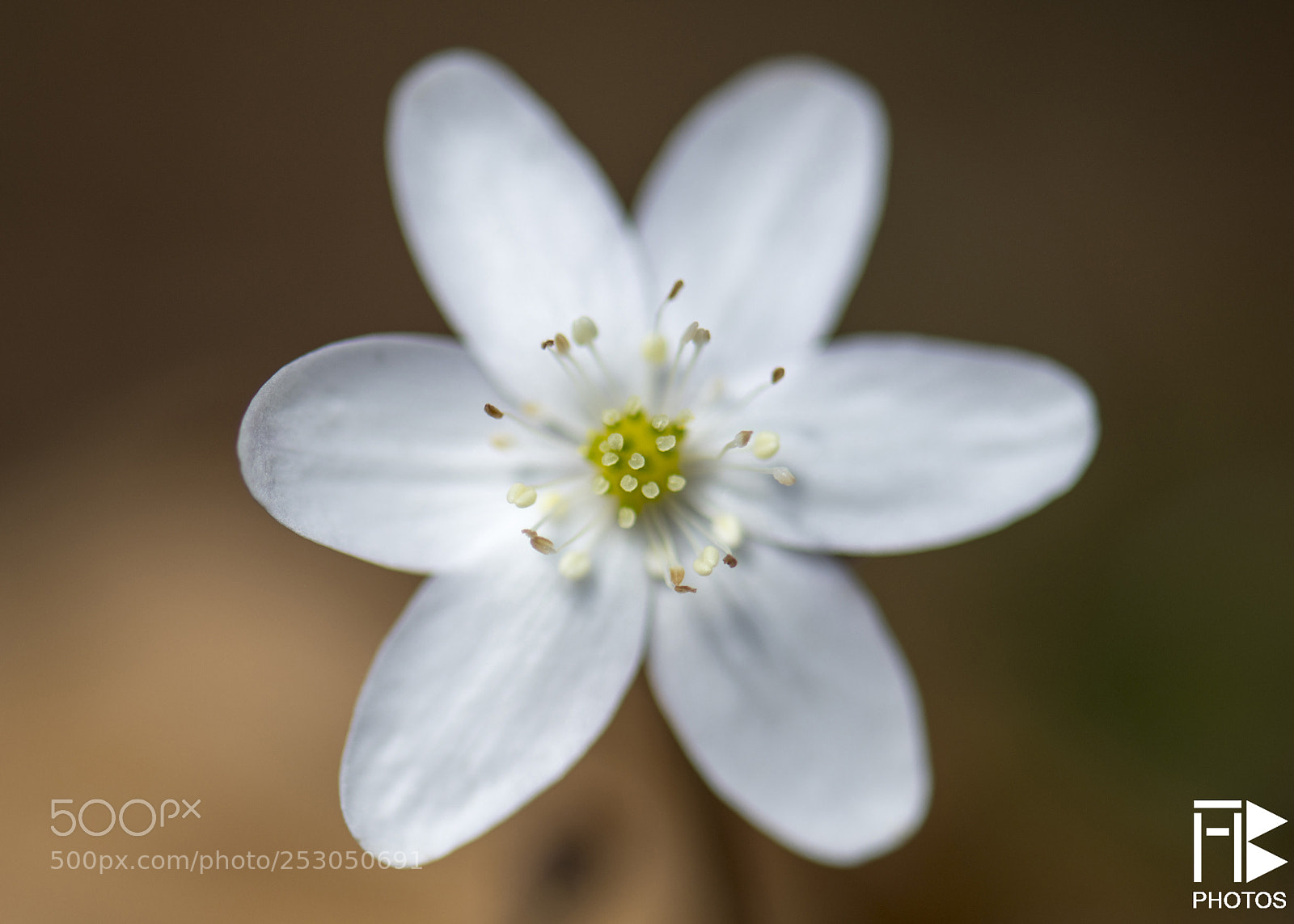 Nikon D850 sample photo. Flower geometries photography