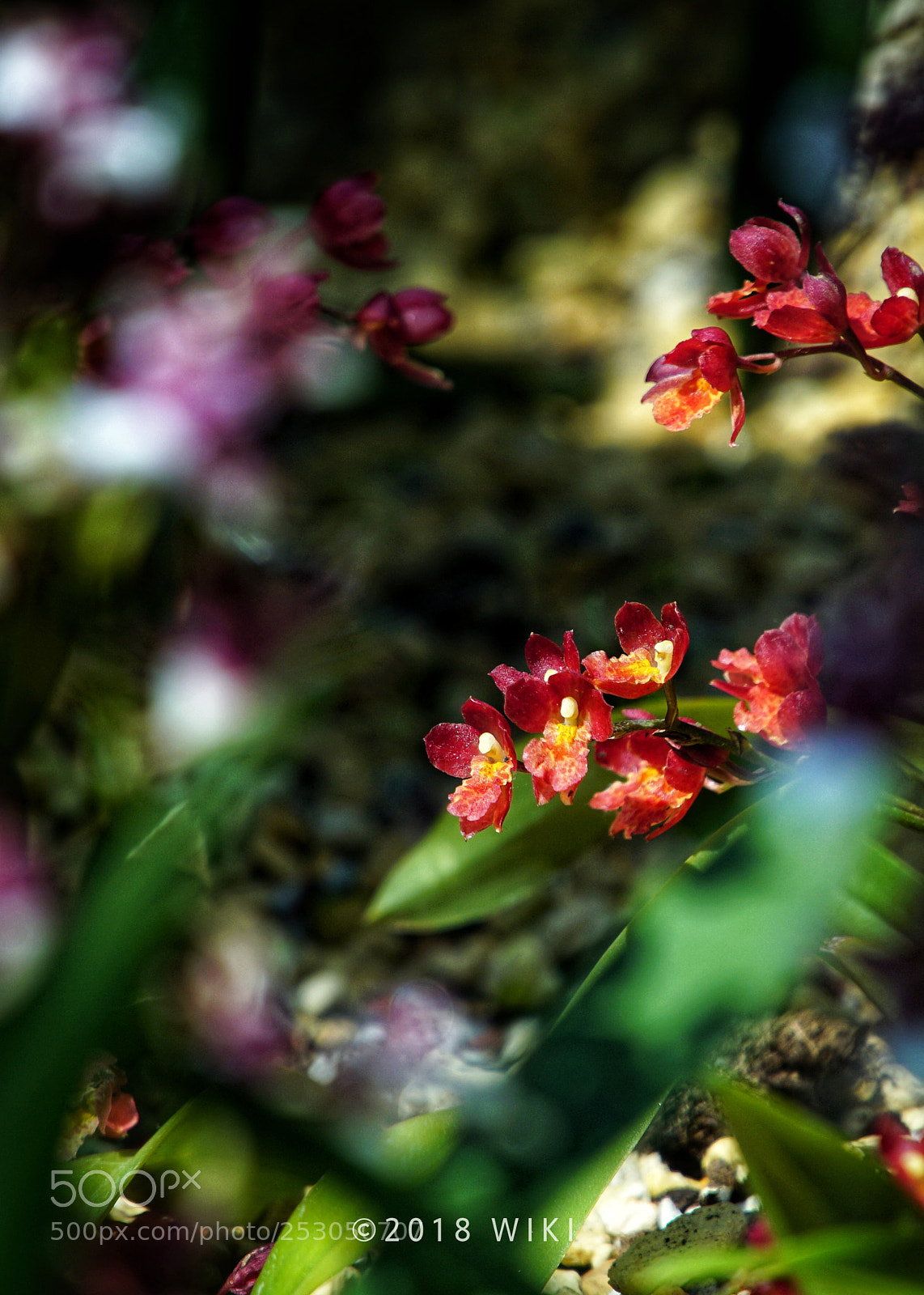 Sony a5100 sample photo. Orchid photography