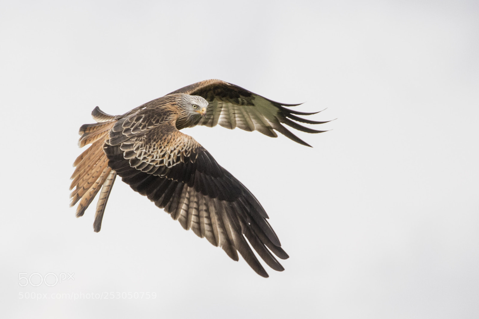 Canon EOS 7D Mark II sample photo. Red kite photography