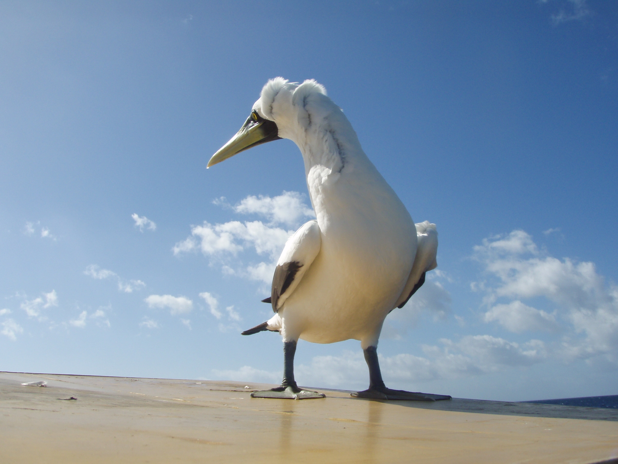 Olympus u770SW,S770SW sample photo. Angelo iacovella - masked boobie - kiritimati photography