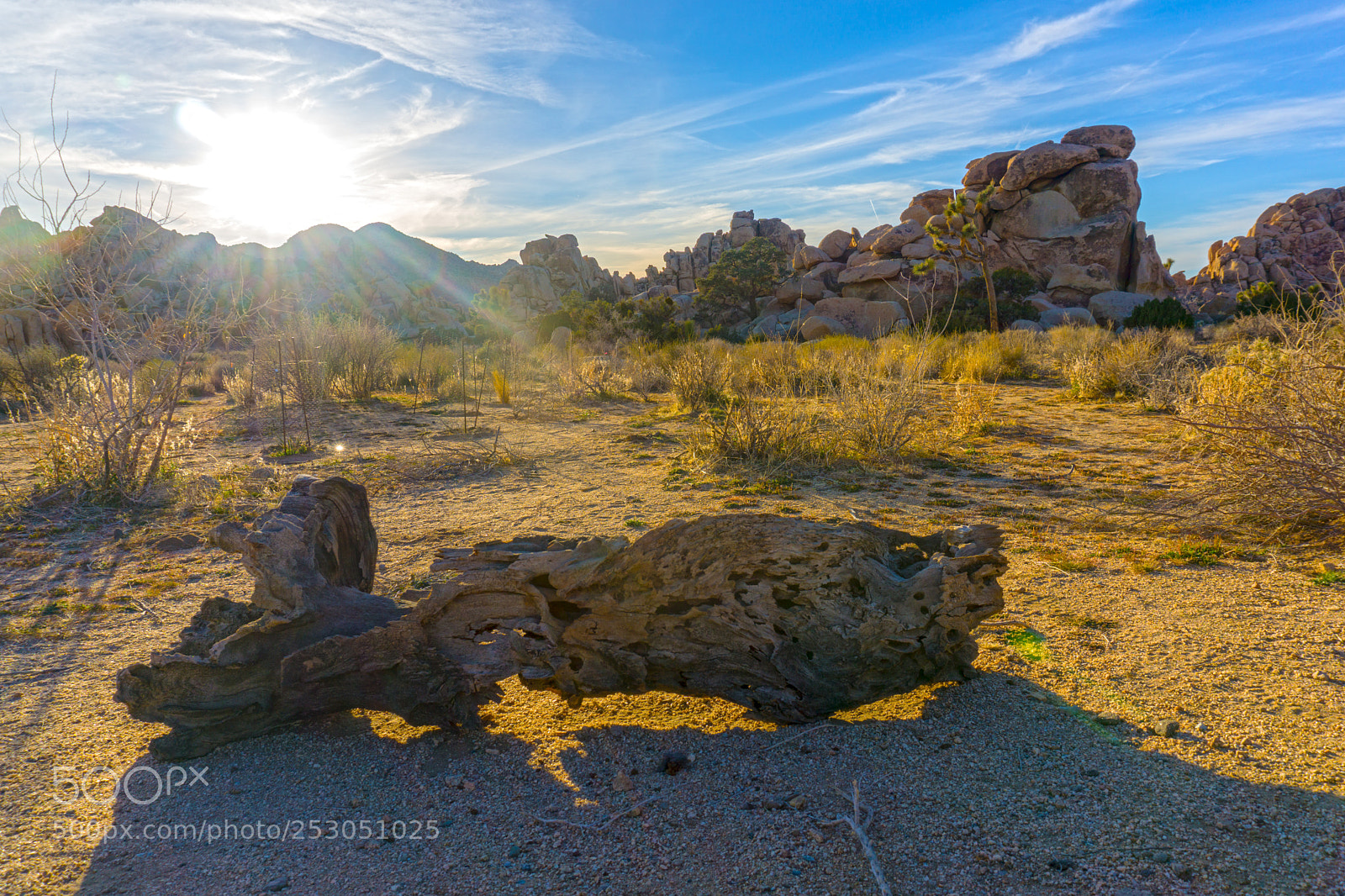 Sony a6000 sample photo. Sunset wood joshua tree photography