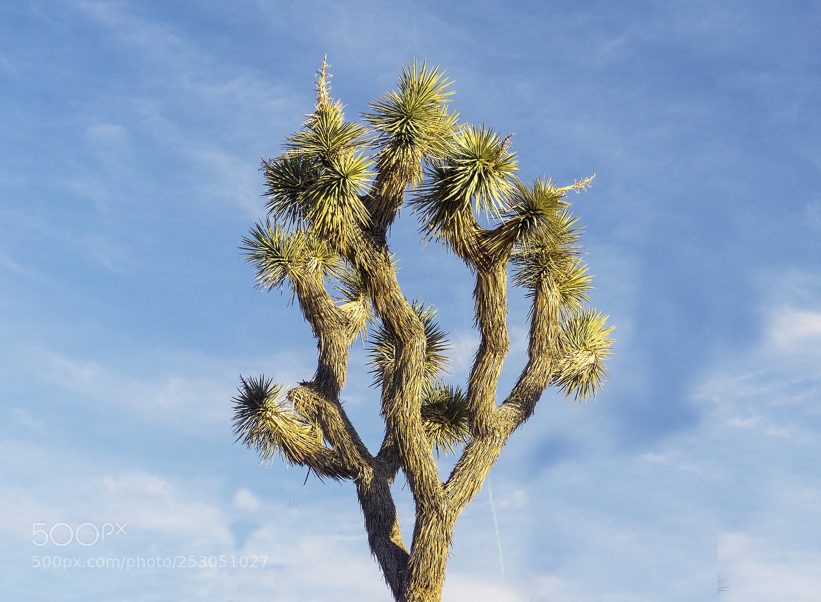 Sony a6000 sample photo. The joshua tree photography