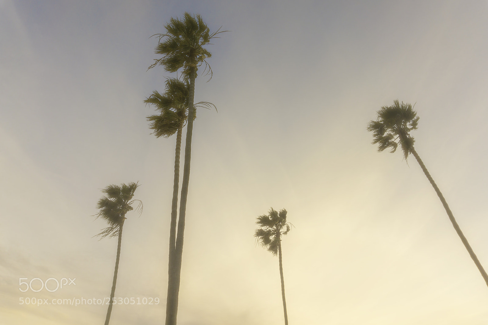 Sony a6000 sample photo. Trees in the dust photography