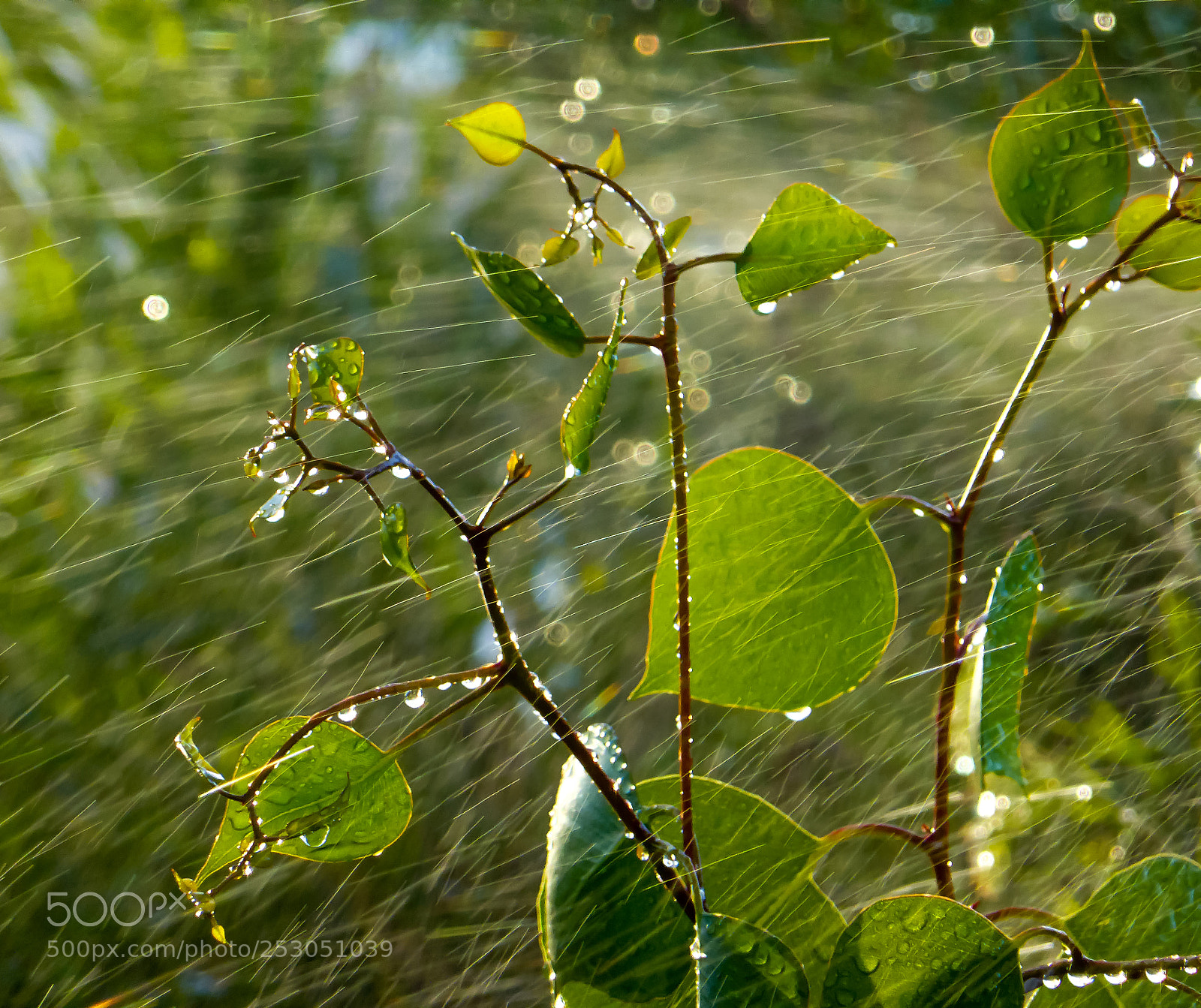 Panasonic Lumix DMC-ZS30 (Lumix DMC-TZ40) sample photo. Beauty in the rain photography