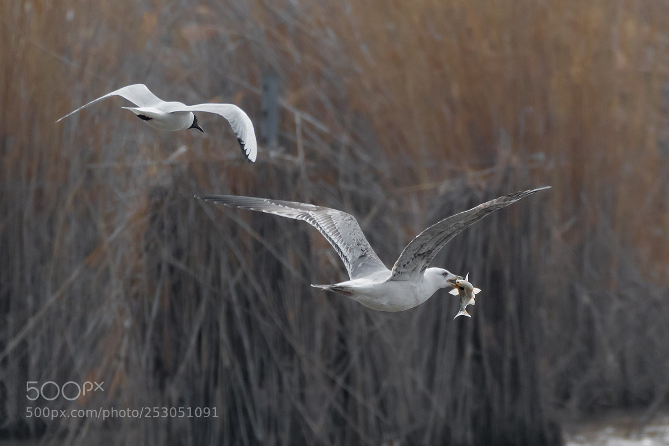 Canon EOS 7D Mark II sample photo. Fette beute photography
