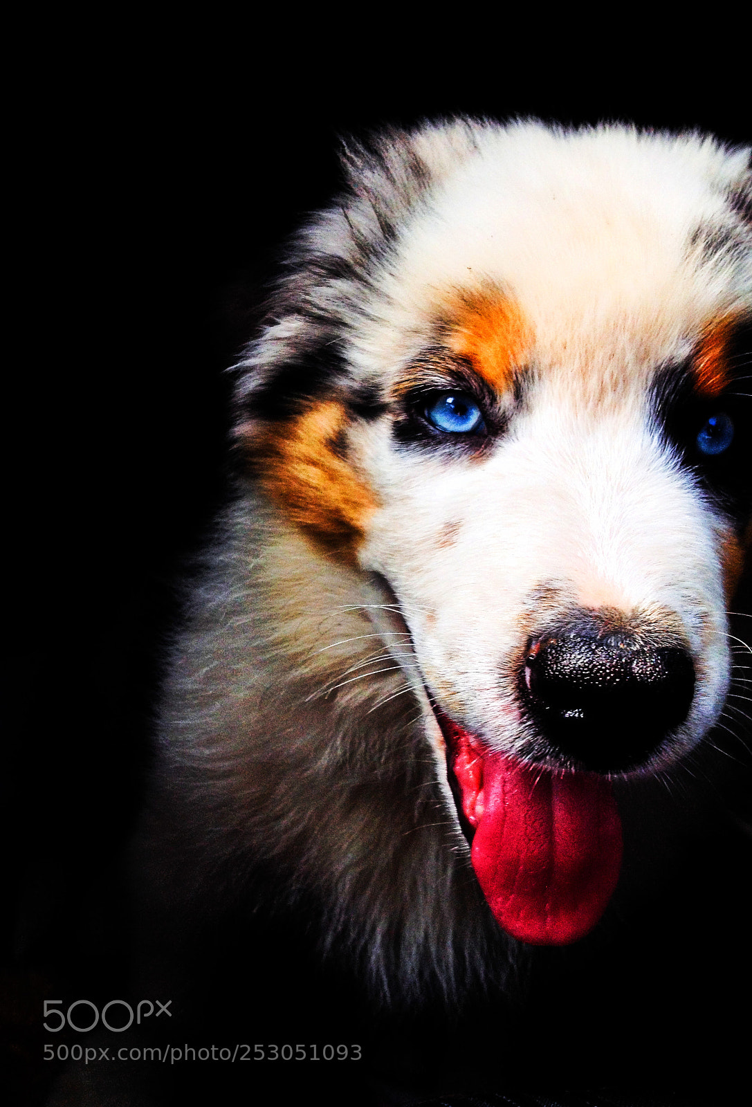 Apple iPhone 4S sample photo. Dog portrait photography