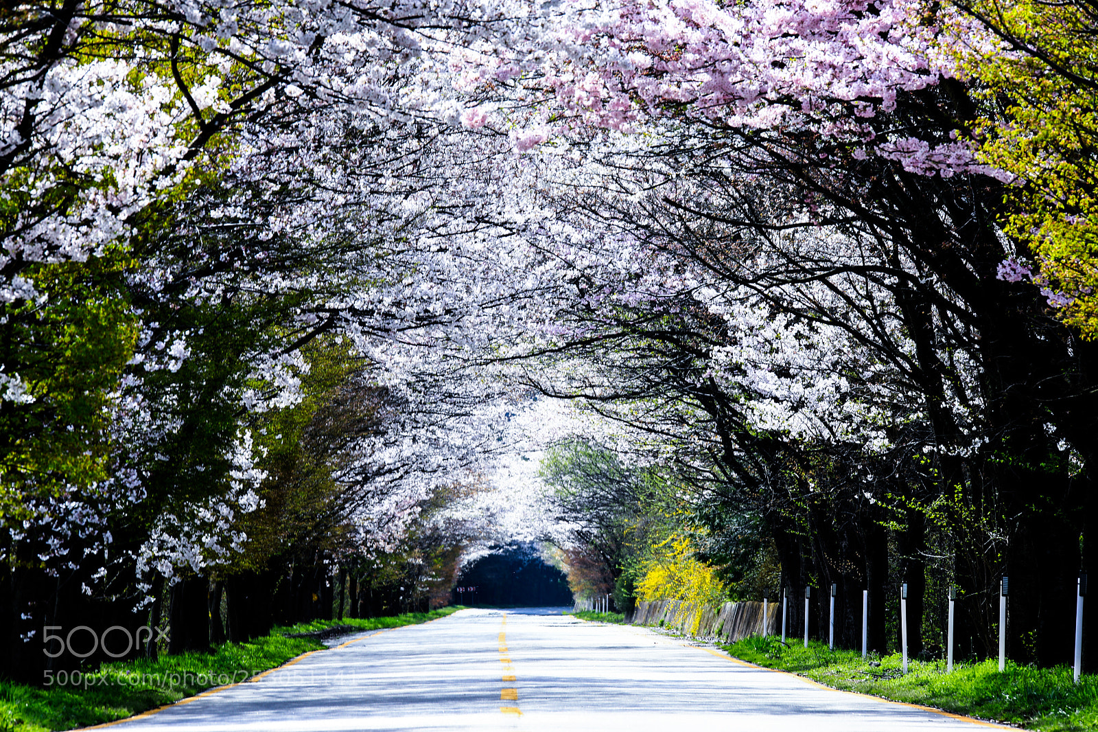 Canon EOS 5D Mark IV sample photo. Cherry blossoms tunnel photography