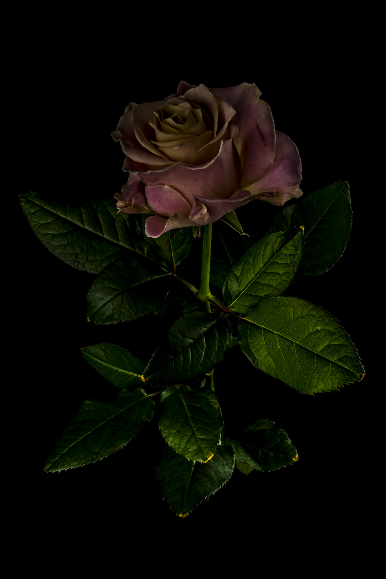 Sigma sd Quattro sample photo. 高邁 photography