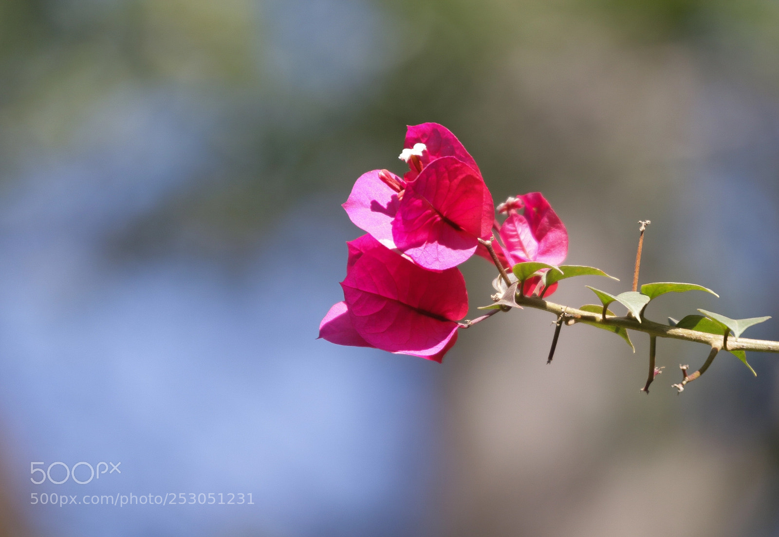 Canon EOS 70D sample photo. Flower photography