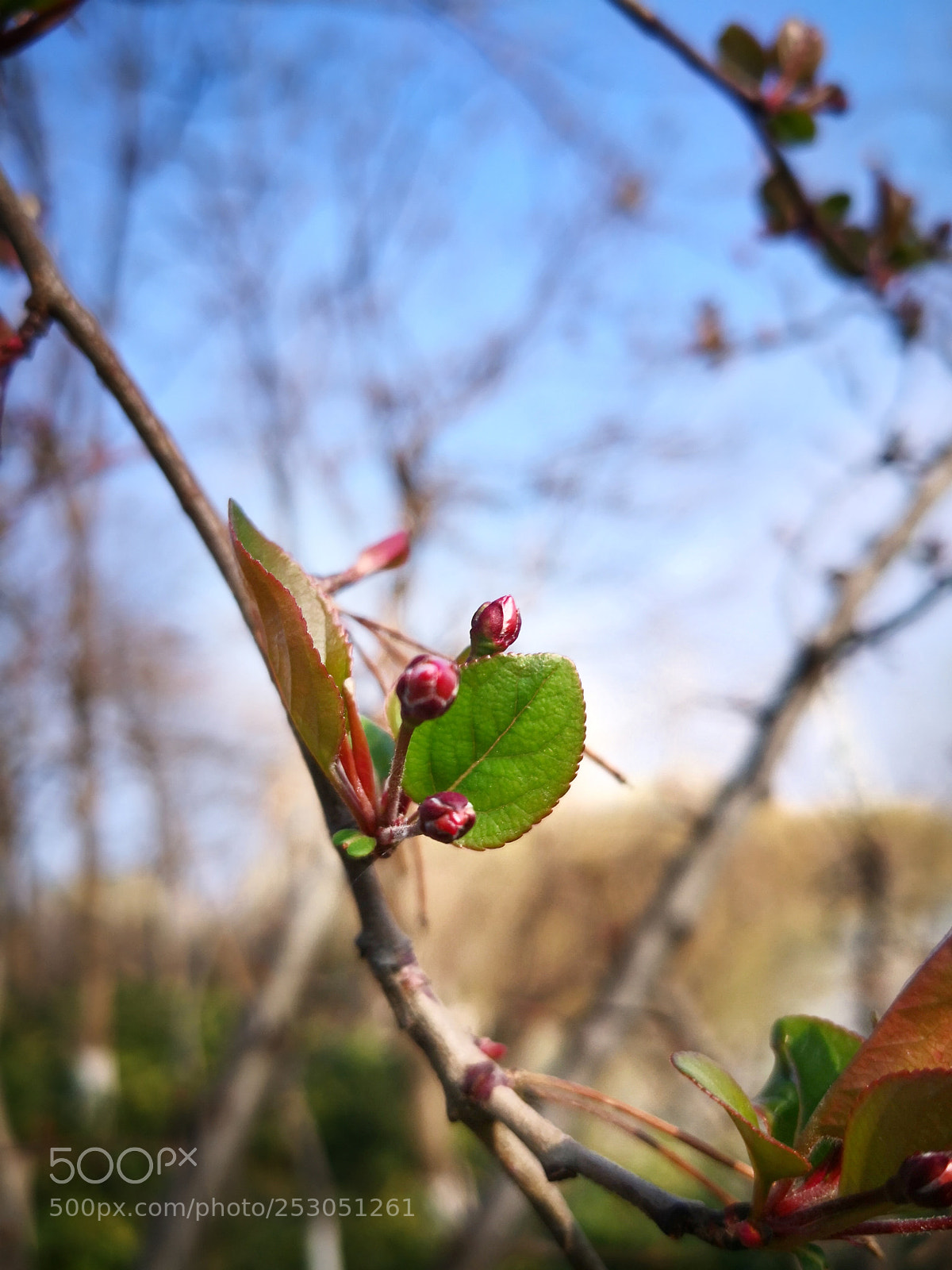HUAWEI Mate 10 Pro sample photo. Untitled photography