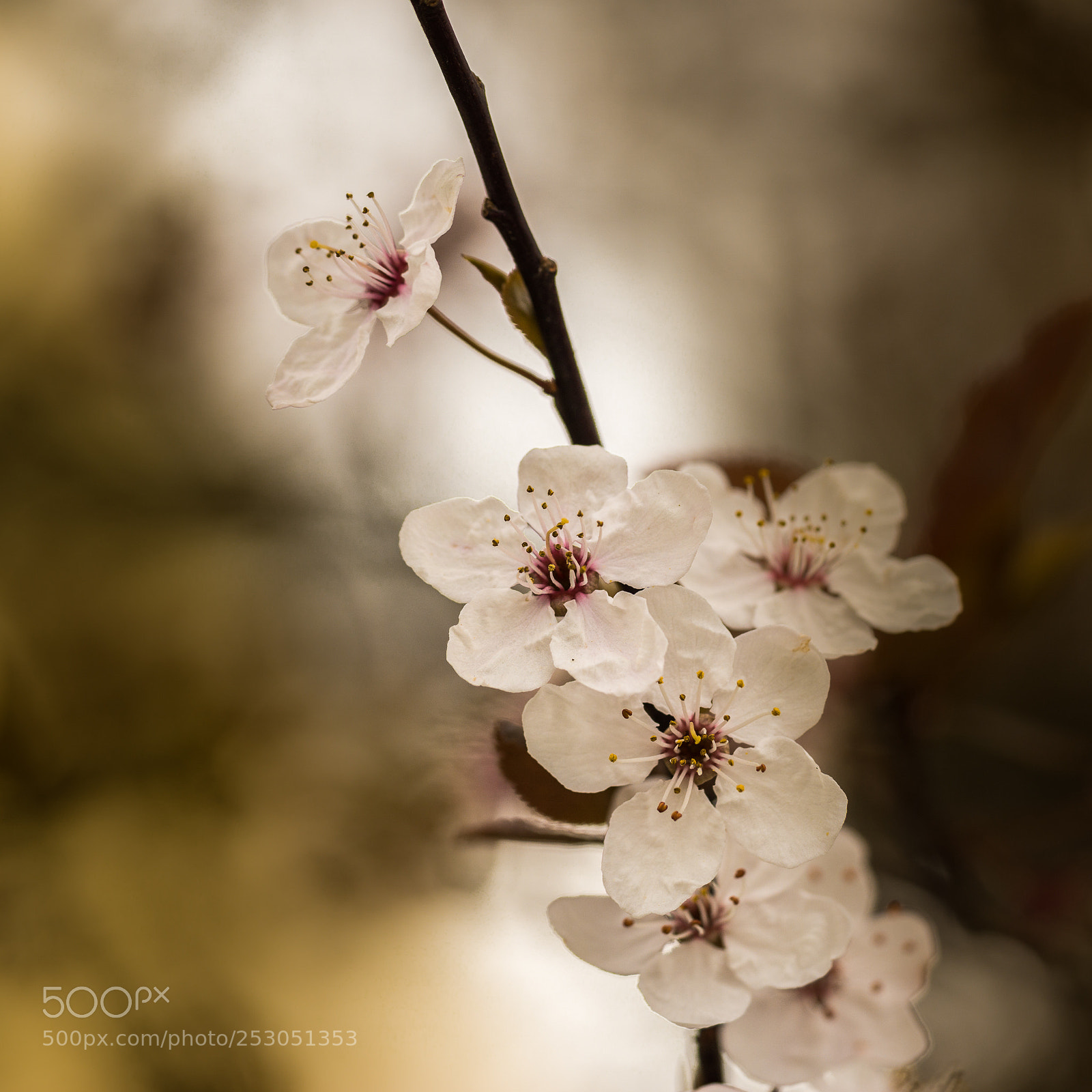 Sony a6000 sample photo. Blossom... photography
