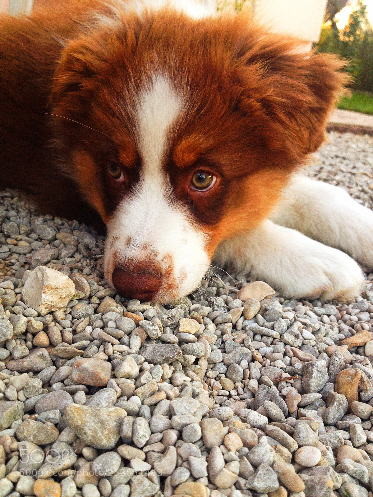 Apple iPhone 4S sample photo. Deep in thought photography