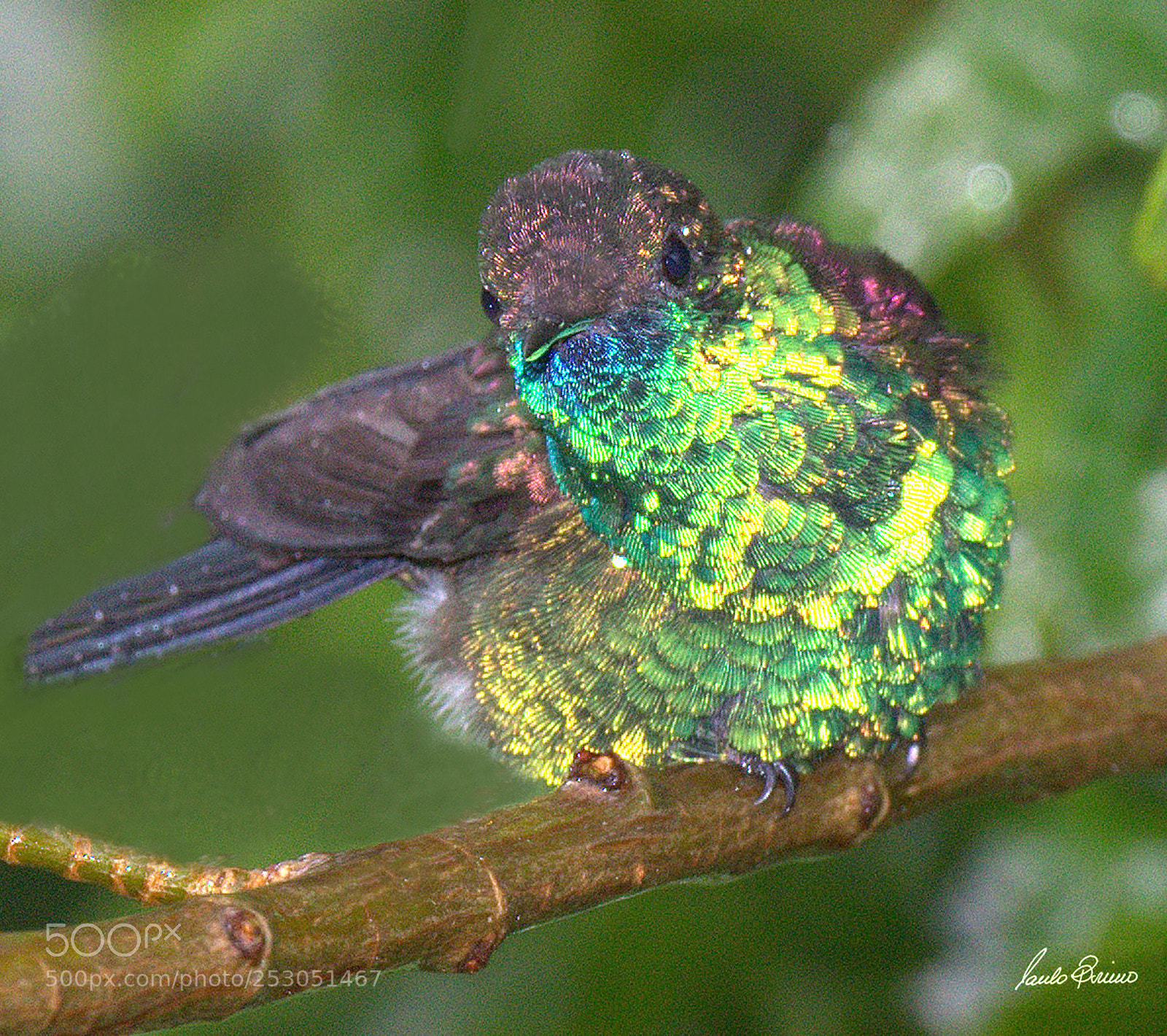 Nikon D600 sample photo. Prismatics feathers photography