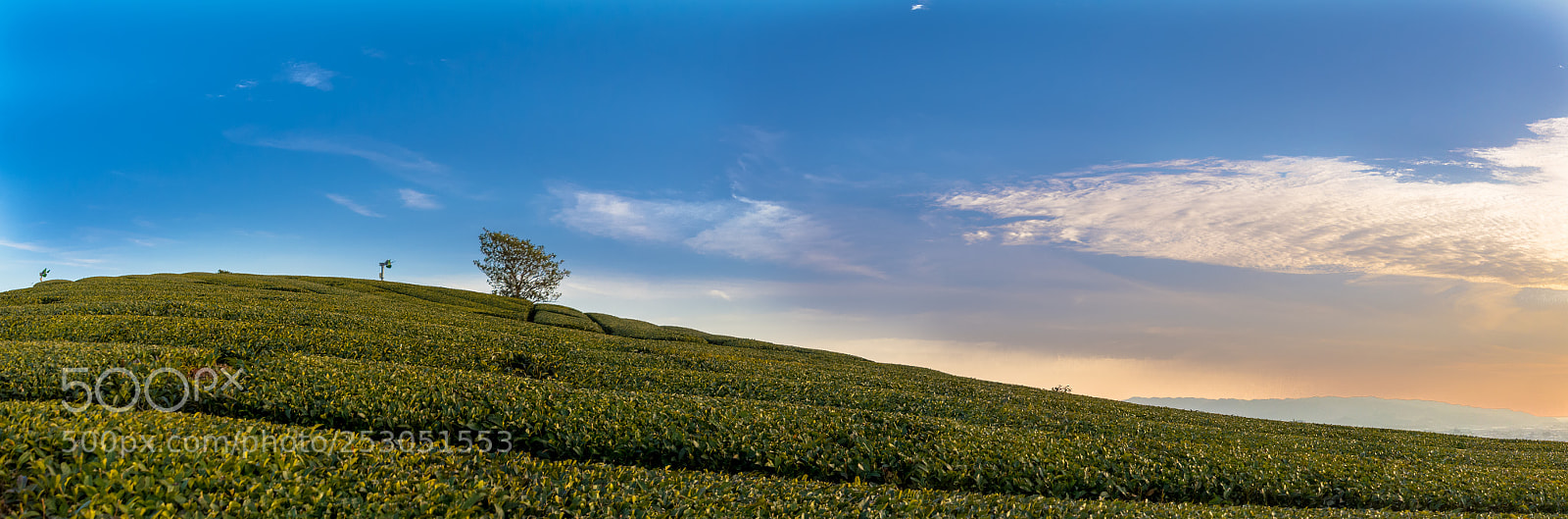 Nikon D7100 sample photo. Hill of green tea photography