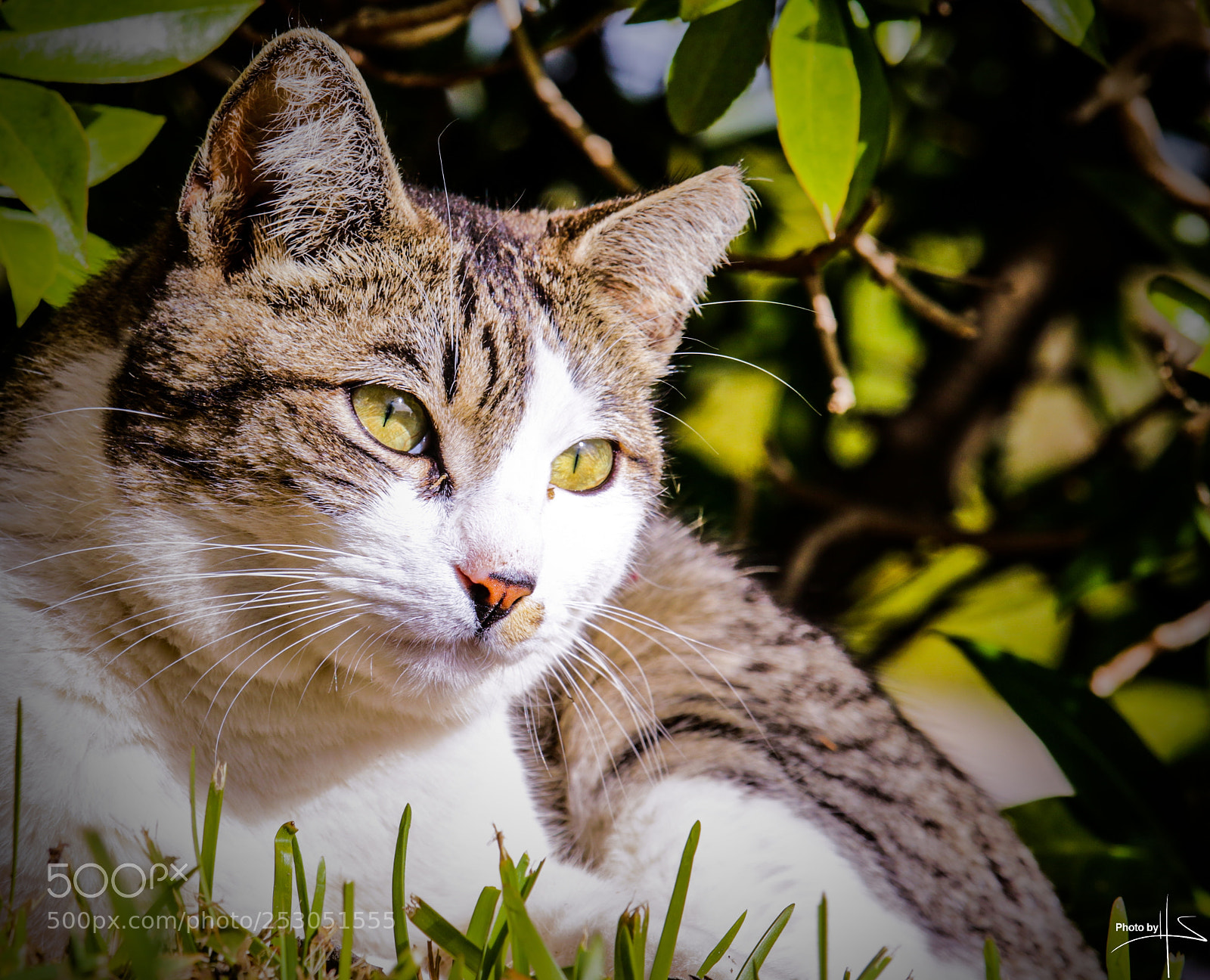 Canon EOS 70D sample photo. Ready for hunt photography