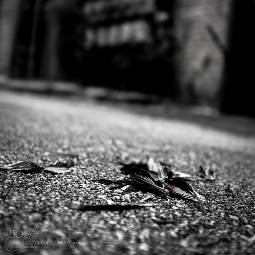 Fujifilm X100T sample photo. Let it go photography