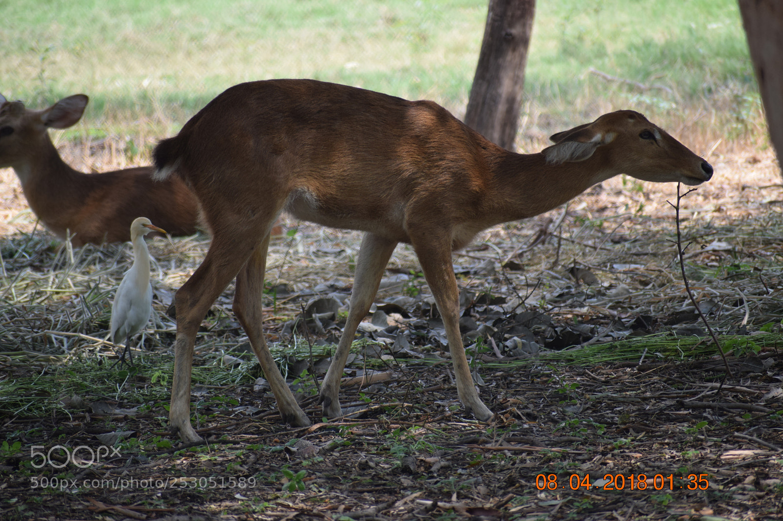 Nikon D3300 sample photo. Deer photography