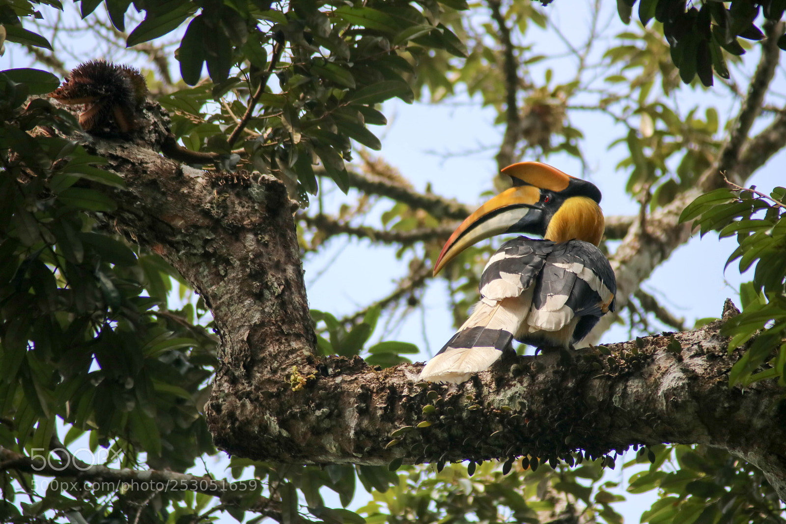 Canon EOS 750D (EOS Rebel T6i / EOS Kiss X8i) sample photo. Great indian hornbill photography