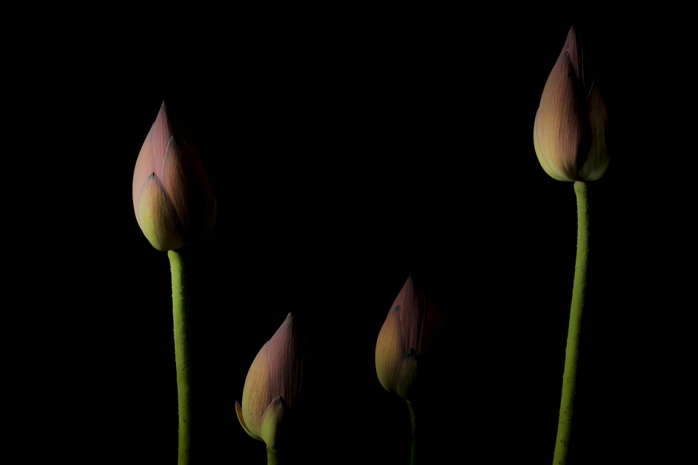 Sigma sd Quattro sample photo. 凛然 photography