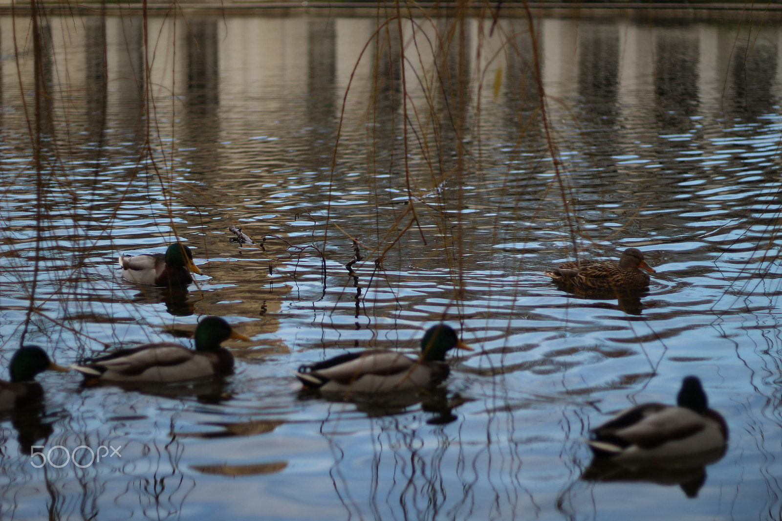 Canon EOS 100D (EOS Rebel SL1 / EOS Kiss X7) + Canon EF 50mm F1.8 STM sample photo. The fleet emerges - 2 photography