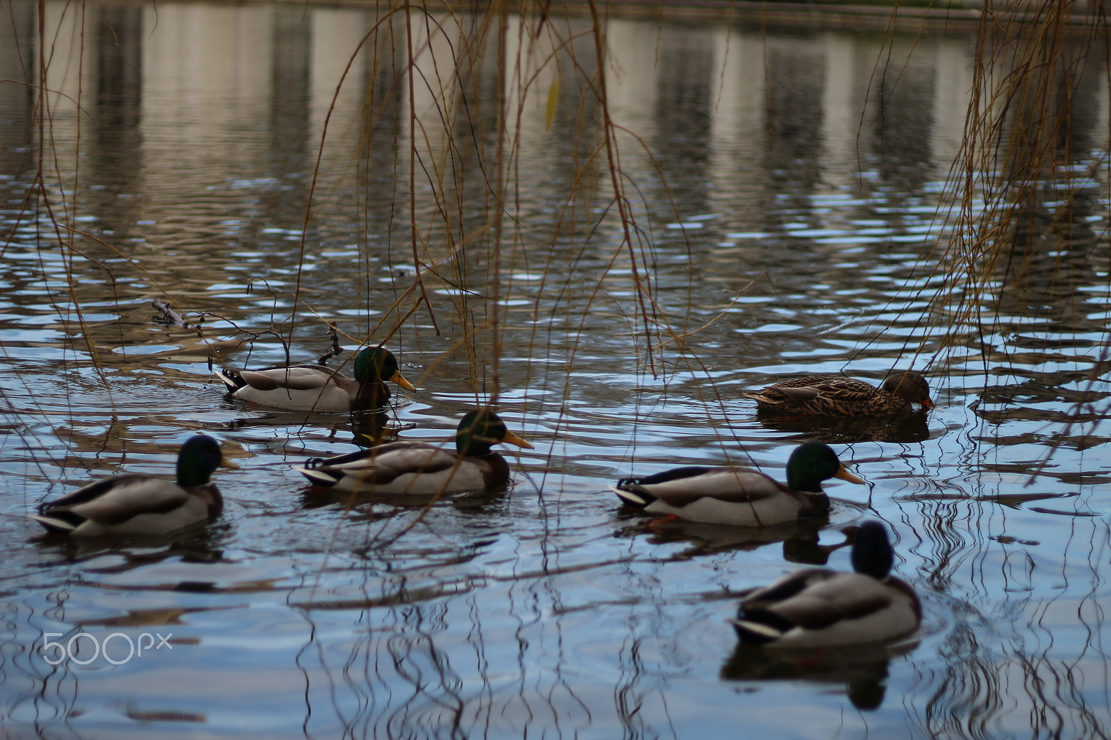 Canon EOS 100D (EOS Rebel SL1 / EOS Kiss X7) + Canon EF 50mm F1.8 STM sample photo. The fleet emerges - 1 photography