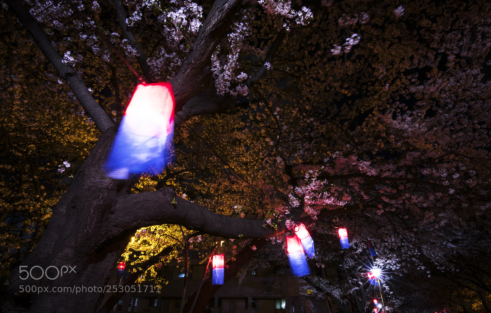 Nikon D810 sample photo. Cherry blossom photography